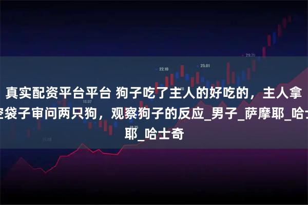 真实配资平台平台 狗子吃了主人的好吃的，主人拿着空袋子审问两只狗，观察狗子的反应_男子_萨摩耶_哈士奇